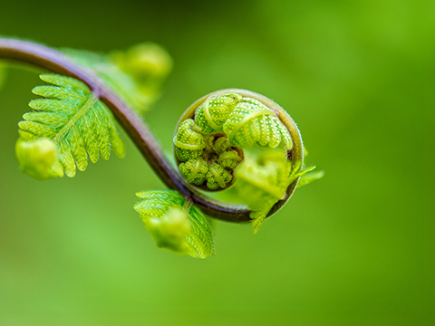 写真：螺旋のイメージ（シダの新芽）